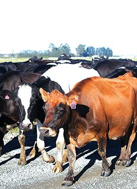 Moving Day for the cows