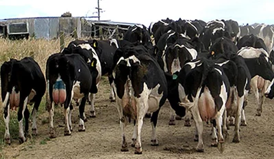 Farmer fined for cruelty