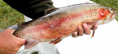 Trout rash a mystery