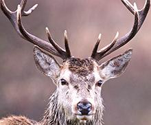 Whytes claim trophy antlers