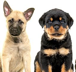 Microchipped - for free