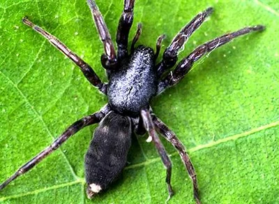 Arachnids having boom season