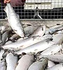 Vandals kill salmon