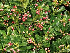 Pest species pulled from Trees programme