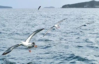 A wealth of bird knowledge