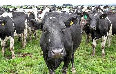 Farmer, company fined after 'tail breaks'