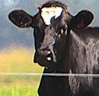Fonterra forecast good news for dairy farmers