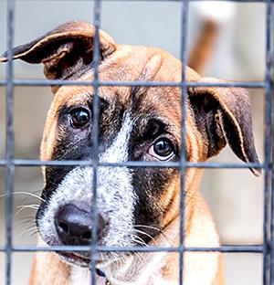 New home for Methven dogs a step closer