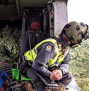 Drug operation hauls 9500 cannabis plants