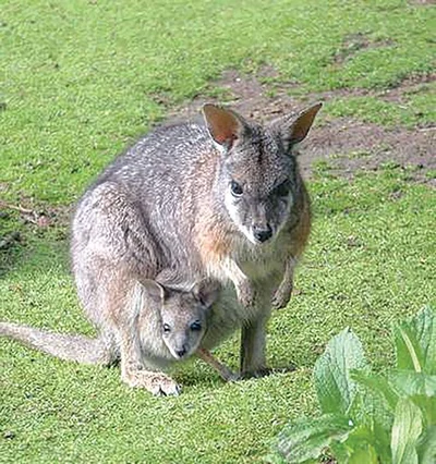 Rogue wallaby spotted at lakes