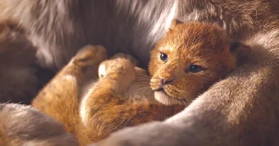 Stampede for Lion King