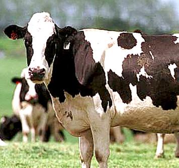 Cow pee insights could help tackle emission issues
