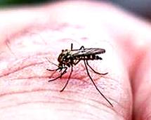 Second dengue fever in Mid Canterbury