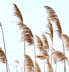 Prepare for windy weather
