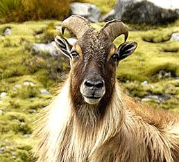 Tahr cull changes welcomed