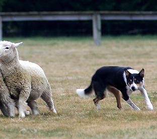 Pricey pooches of the working variety