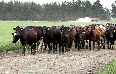Observations of a rural reporter
