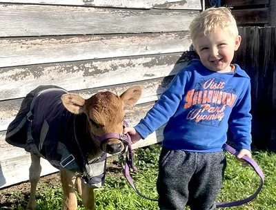 Calves back on show
