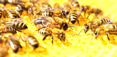 Honey season off to slow start