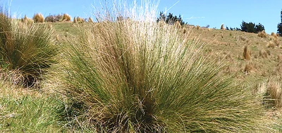 Getting ahead of nassella tussock spread