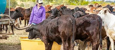 Feds looking for surplus feed to help neighbours