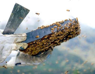Betta Bees winding up, after 18 years