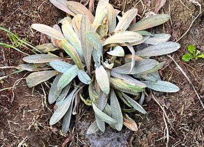 Bring a plant back from the brink