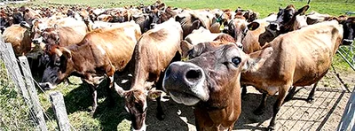 M. bovis rears its ugly head again
