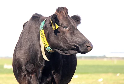 Cow collars save the day