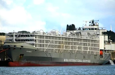 Live export bill 'defies logic'