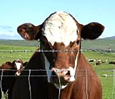 New M. bovis strain in Mid Canterbury