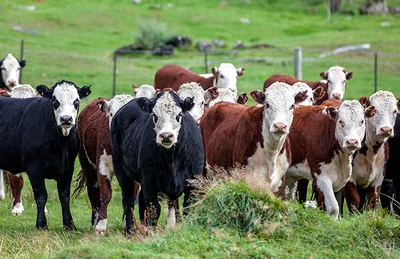 Another Wakanui farm M. bovis positive