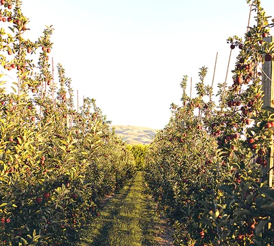 After a new income stream? Consider apples!