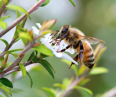 Making a beeline for our honey