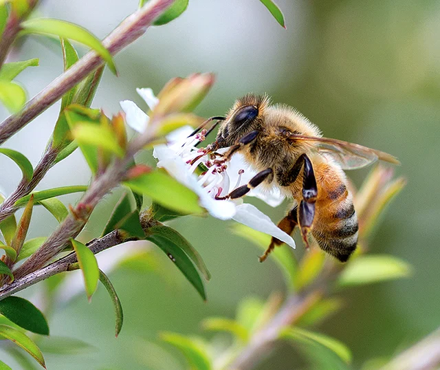 Making a beeline for our honey