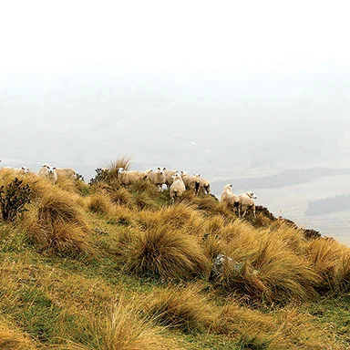 Lumina Lamb takes centre stage