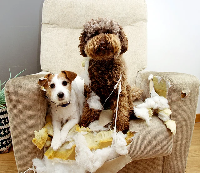 Dogfriendly rentals hard to find