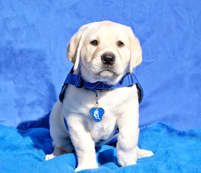 Raising puppies, changing lives