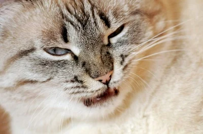 Suspected cat poisoning a big concern