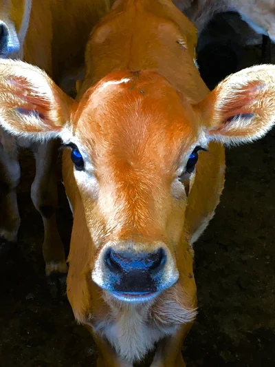 Autumn is the time to prepare for calving