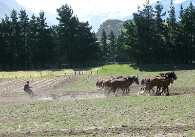 Methven ploughers looking for straight furrows