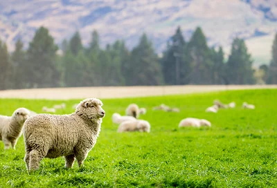 40-year high in farm costs