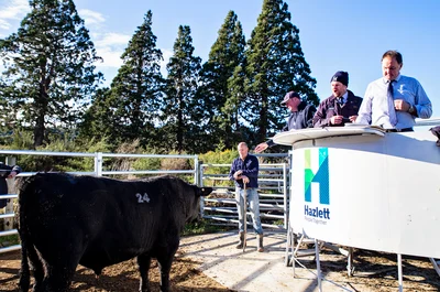 Cleardale bull sale a success