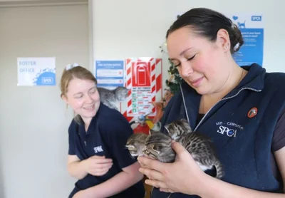 SPCA has its hands full
