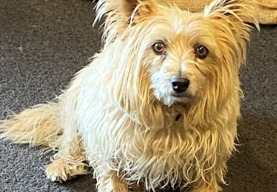 Tracker helping search for lost dog