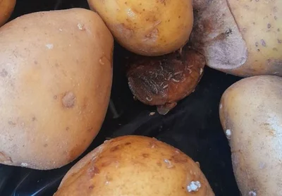 Unwanted pest spotted in spuds