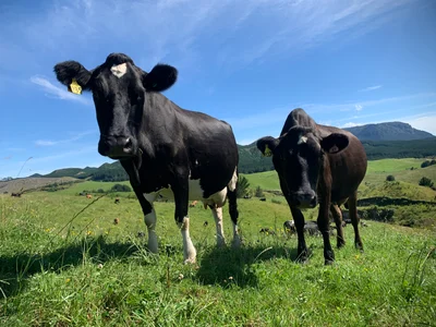 Milk price hike is good news