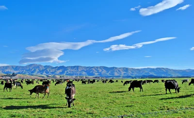 Cows with damaged tails mistreated