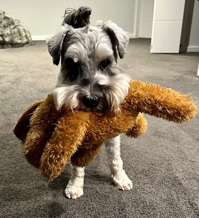 A tail of hope and good things