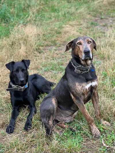 Winter nutrition for working dogs